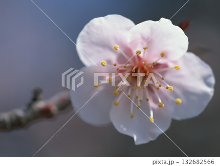 A detailed closeup of a beautiful white flower showcasing its vibrant yellow center, capturing the delicate petals perfectly in focus A detailed closeup of a beautiful white flower showcasing its vibrant yellow center, capturing the delicate petals perfectly in focus 132682566