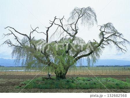 Material Dictionary Vol.94 Landscape of the Four Seasons and Peace. High quality photo 132682568