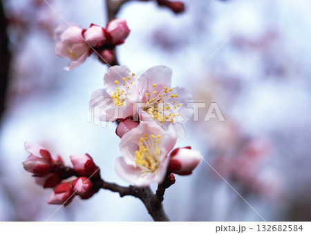 A detailed closeup view of a tree branch adorned with beautiful pink flowers and delicate buds, showcasing the beauty of nature in spring 132682584