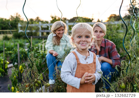 Little boy helping on farm, picking tomatoes. 132682729