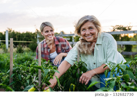 Mother and daughter harvesting fresh peppers in garden. 132682730