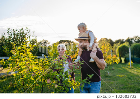 Family picking apples together in the garden at sunset. Family picking apples together in the garden at sunset. 132682732