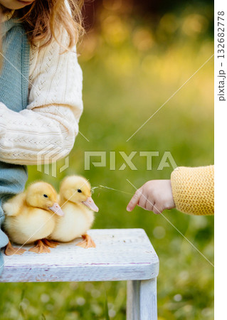 Kids enjoying time with baby animals in the garden. 132682778