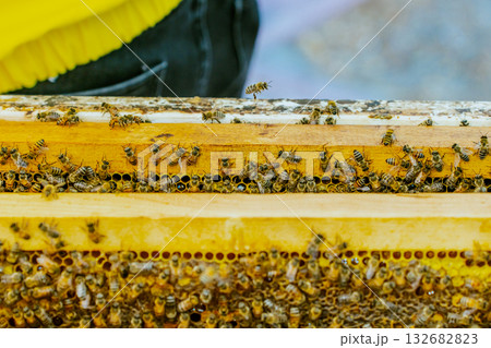 A beekeeper’s gloved hands about to open a new package of bees to add to a hive, Bee hives, bees adding honey. High quality photo 132682823