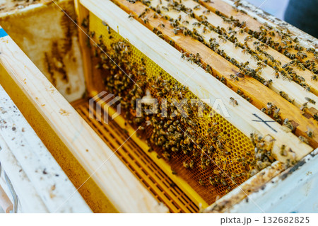 A beekeeper’s gloved hands about to open a new package of bees to add to a hive, Bee hives, bees adding honey. High quality photo 132682825