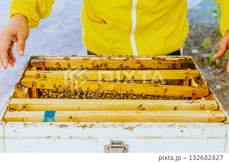 A beekeeper’s gloved hands about to open a new package of bees to add to a hive, Bee hives, bees adding honey. High quality photo A beekeeper’s gloved hands about to open a new package of bees to add to a hive, Bee hives, bees adding honey. High quality photo 132682827