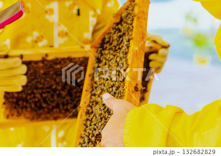 A beekeeper’s gloved hands about to open a new package of bees to add to a hive, Bee hives, bees adding honey. High quality photo A beekeeper’s gloved hands about to open a new package of bees to add to a hive, Bee hives, bees adding honey. High quality photo 132682829