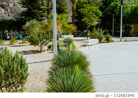 olive tree in the city, green spaces, city greening, landscape design. High quality photo 132682840