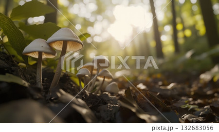 Wild mushroom foraging in the forest 132683056
