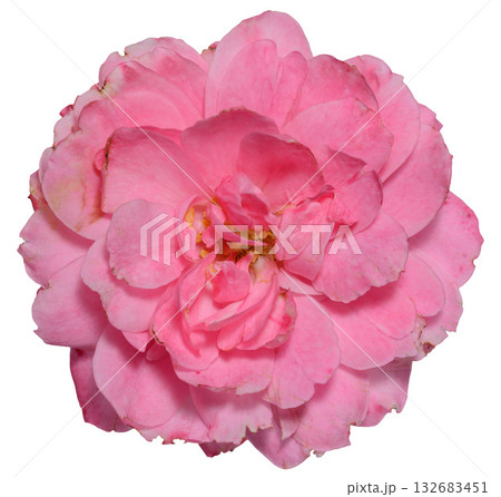 Bud of blooming pink rose on isolated background 132683451