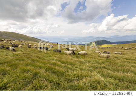 Herd of farm sheep grazing on green mountain pasture. 132683497