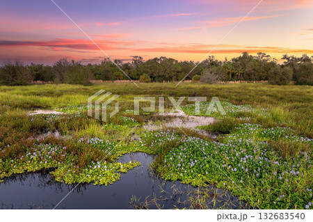Florida wetlands nature. Tropical vegetation in southern USA 132683540