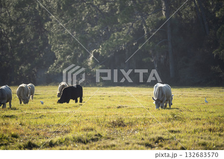 Feeding of cattle on farmland grassland. Milk cows grazing on green farm pasture on warm summer day 132683570
