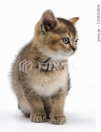 A small, fluffy Scottish Straight kitten with a golden-brown tabby coat, sitting and looking away. 132683604