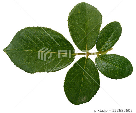 Rose branch with green leaves on stem on isolated background Rose branch with green leaves on stem on isolated background 132683605