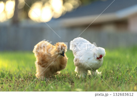 Domestic chicken on small backyard. Silkie chicks sustainably raised in free range conditions Domestic chicken on small backyard. Silkie chicks sustainably raised in free range conditions 132683612