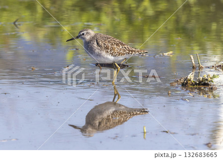 レンコン畑で餌を探すエリマキシギ レンコン畑で餌を探すエリマキシギ 132683665