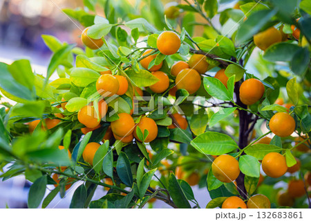 Citrus Tree with Ripe Fruit. Fresh orange citrus fruits hanging on lush green branches of vibrant tree in daylight. Rich harvest. Concept of organic farming, natural fruit, healthy harvest 132683861
