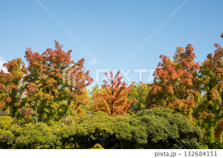 日本の岡山県岡山市の公園の美しい紅葉 132684151