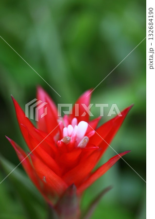 グズマニアの花 132684190