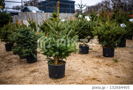 Christmas Trees In Pots Available At The Christmas Tree Market, Ready For Selling Christmas Trees In Pots Available At The Christmas Tree Market, Ready For Selling 132684405
