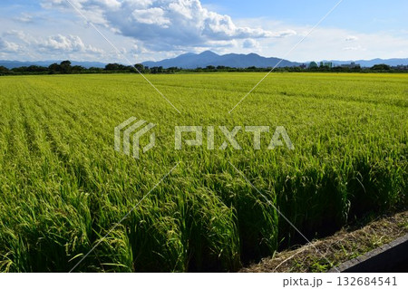 稔り始めた稲穂 山形庄内米 132684541