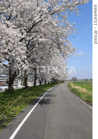 約300本の桜が1.5kmに渡り連なる 赤川の桜並木 約300本の桜が1.5kmに渡り連なる 赤川の桜並木 132684669