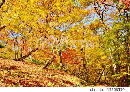 紅葉の新潟県小千谷市船岡山公園風景 紅葉の新潟県小千谷市船岡山公園風景 132685304