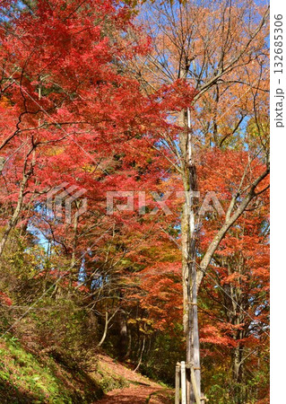 紅葉の新潟県小千谷市船岡山公園風景 132685306