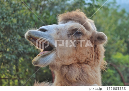 A close-up of a light brown camel's head shows its mouth wide open, revealing its teeth and tongue, against a soft green background. Concept of animal expression and wildlife. 132685388