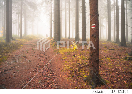 A winding country road cuts through a dense autumn forest filled with colorful leaves. The fog creates a mysterious atmosphere as nature comes alive in vibrant hues. 132685396