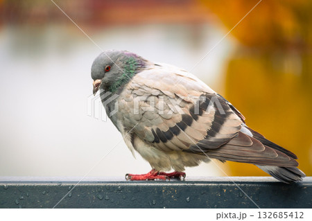 A pigeon is perched on a railing by a tranquil water body, showcasing its grey and white feathers. The background has soft autumn colors creating a peaceful scene. 132685412