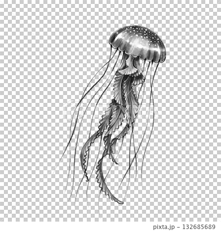 Black and white jellyfish graphic Black and white jellyfish graphic 132685689