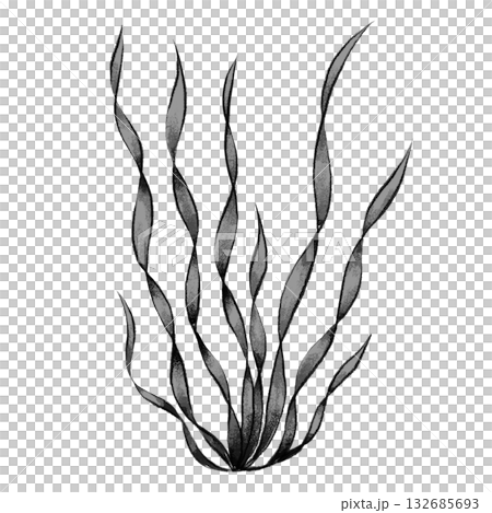 Black and white seaweed graphic 132685693