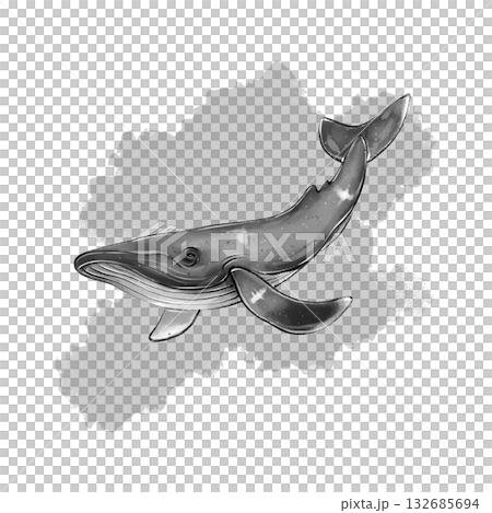 Black and white whale graphic illustration 132685694