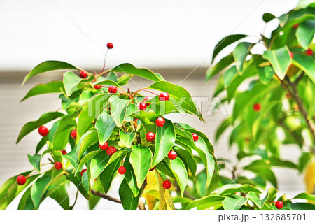 赤いソヨゴの実（秋、十一月） 132685701