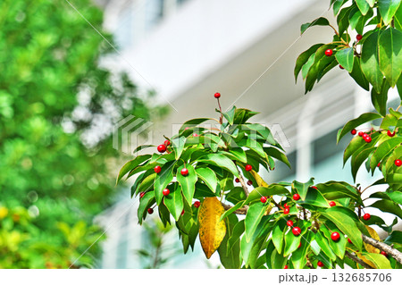 赤いソヨゴの実(秋、十一月) 赤いソヨゴの実(秋、十一月) 132685706