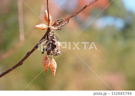 オオトリノフンダマシの卵のう（5個） 132685748