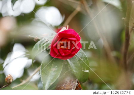 寂光院参道の山茶花 132685778