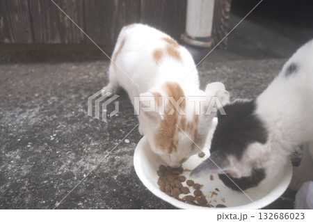 ご飯を食べるねこたち ご飯を食べるねこたち 132686023