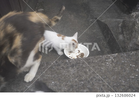 ご飯を食べる猫 ご飯を食べる猫 132686024