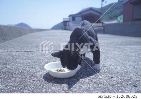 堤防で餌を食べる猫 堤防で餌を食べる猫 132686028