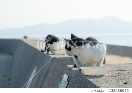 後ろを向く猫 132686036