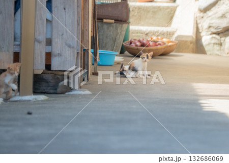 お座りしている猫 132686069