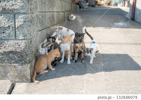 日陰で休むネコ 132686078