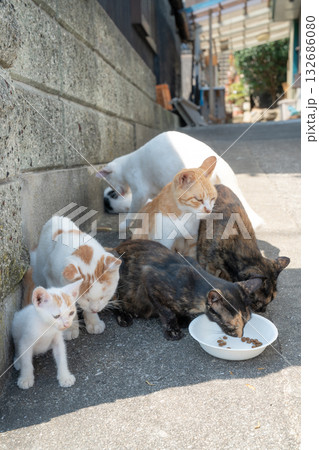 日陰で休むネコたち 132686080
