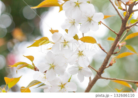 桜の花【品種：山桜】 132686110