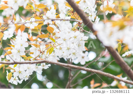 桜の花【品種:山桜】 桜の花【品種:山桜】 132686111