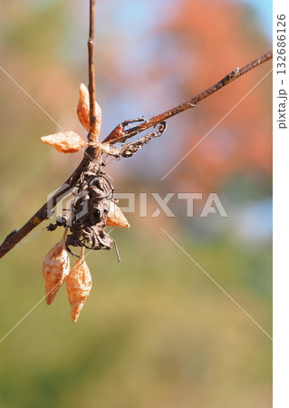 オオトリノフンダマシの卵のう（5個） 132686126