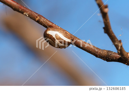 イラガの繭 イラガの繭 132686185